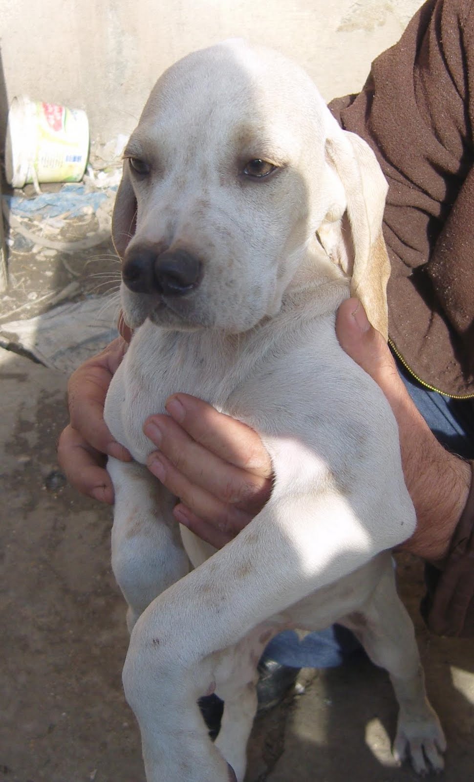 TARSUS ÇATALBURUN AV KÖPEĞİ YAVRUSU, AV KÖPEKLERİ, EĞİTİMİ, SATILIK
