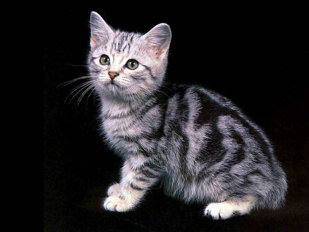 [gato]