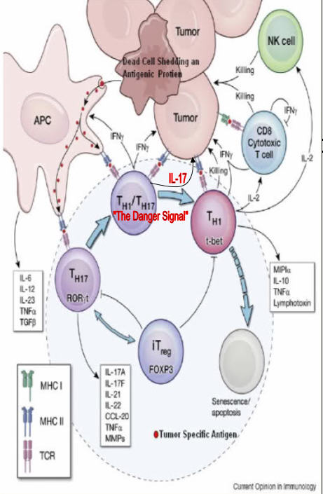 Melanoma_Missionary: Helper T Cell (Th17) Guides Killer Cells to ...