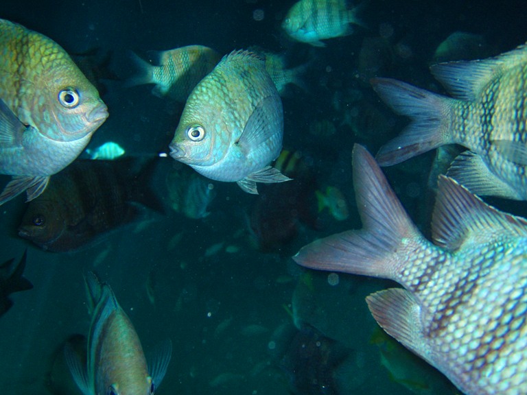 Sea Glass: South to the Islands: Pigs, grottos and...paradise found