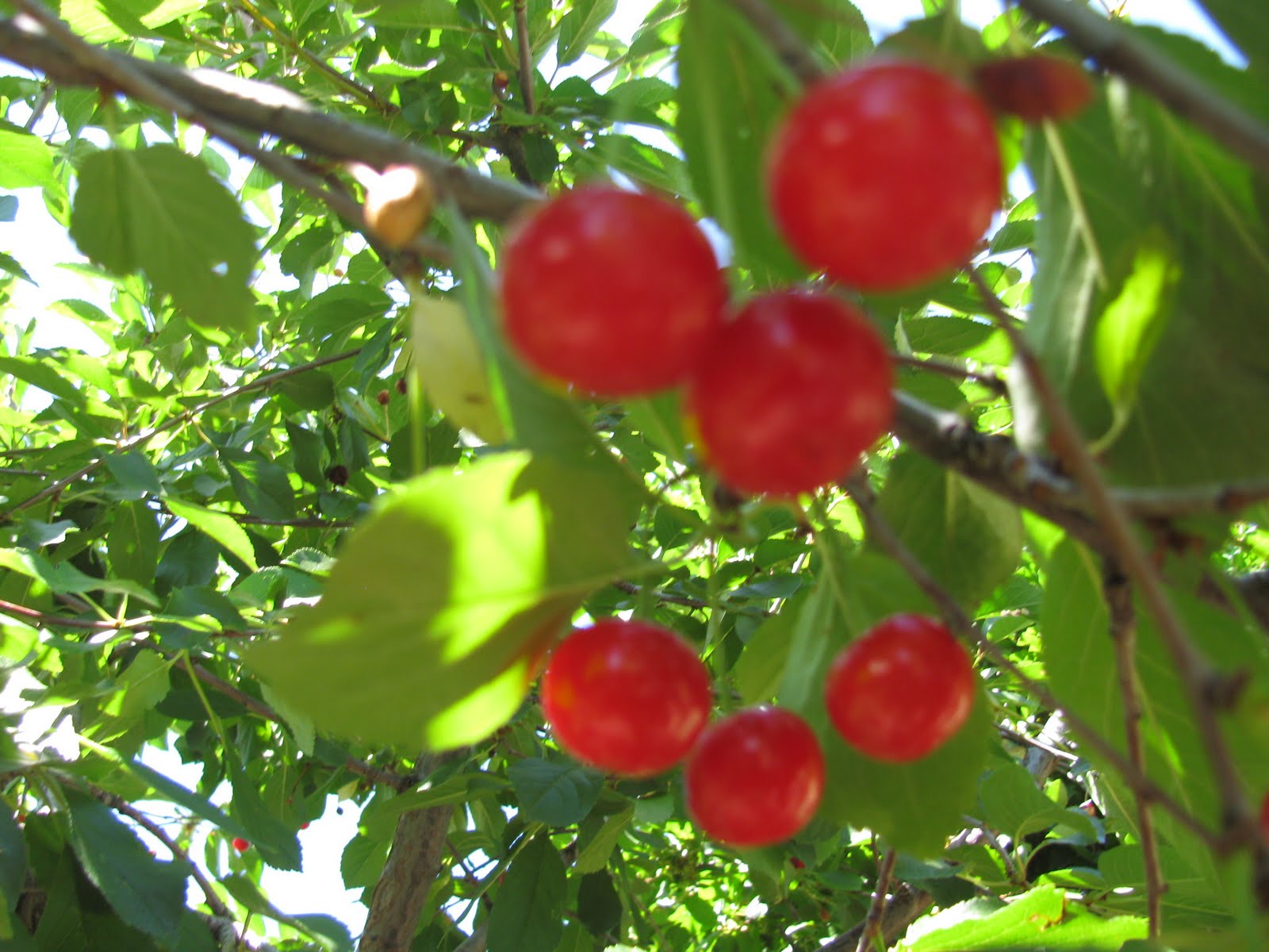 Robert Frost s Banjo Eberle s Homegrown Cherry Pie