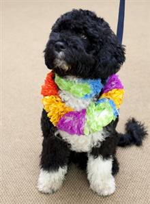 [g-090411-cvr-puppy_standard.jpg]