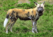 Thursday, February 17, 2011 (africanwilddog)