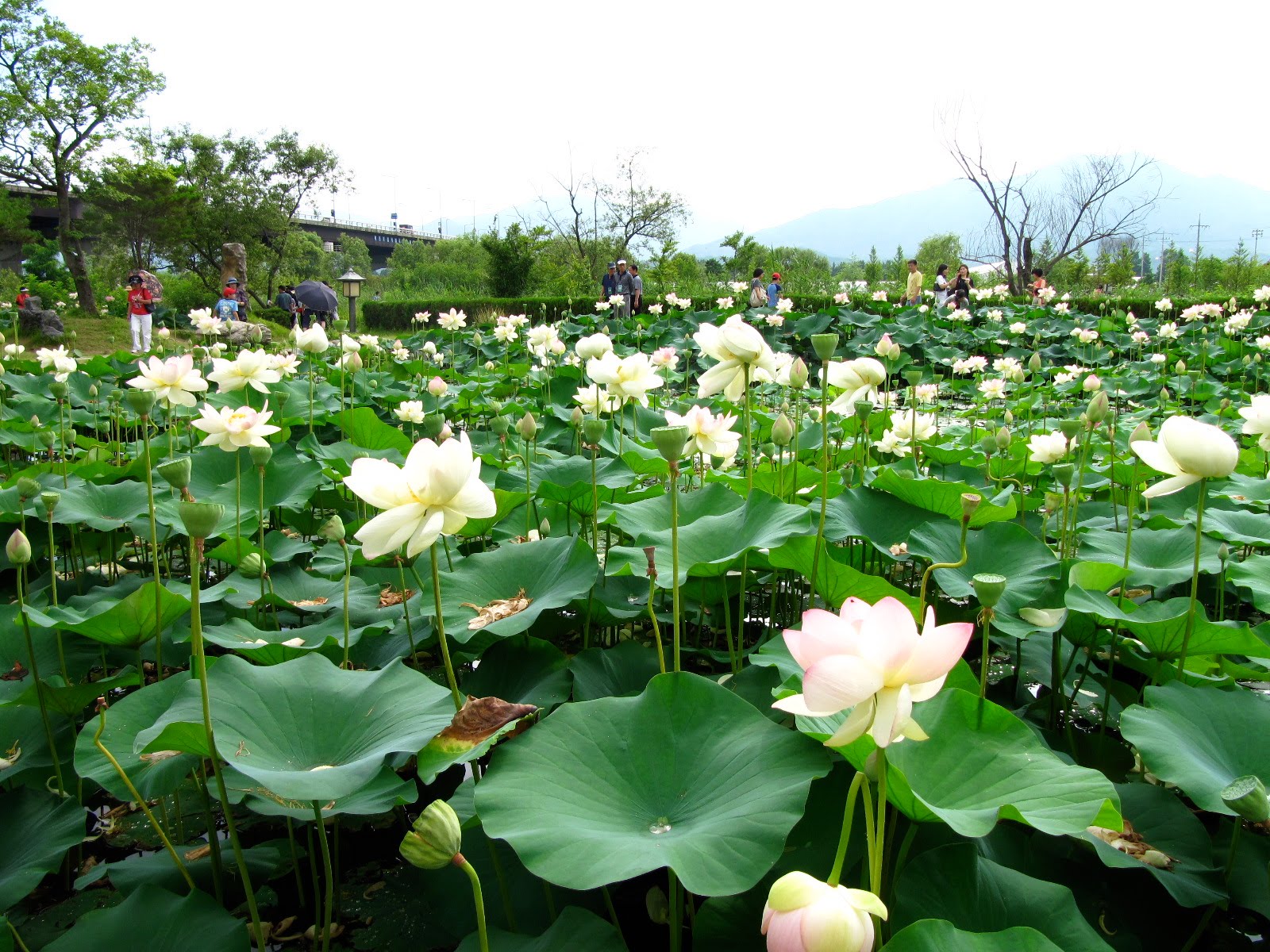 See lotus park