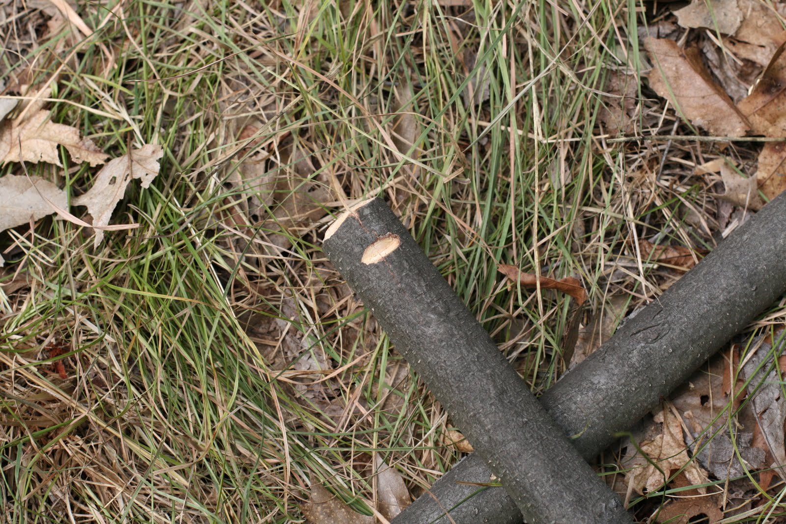 Wood Trekker Making a Buck Saw in the Field