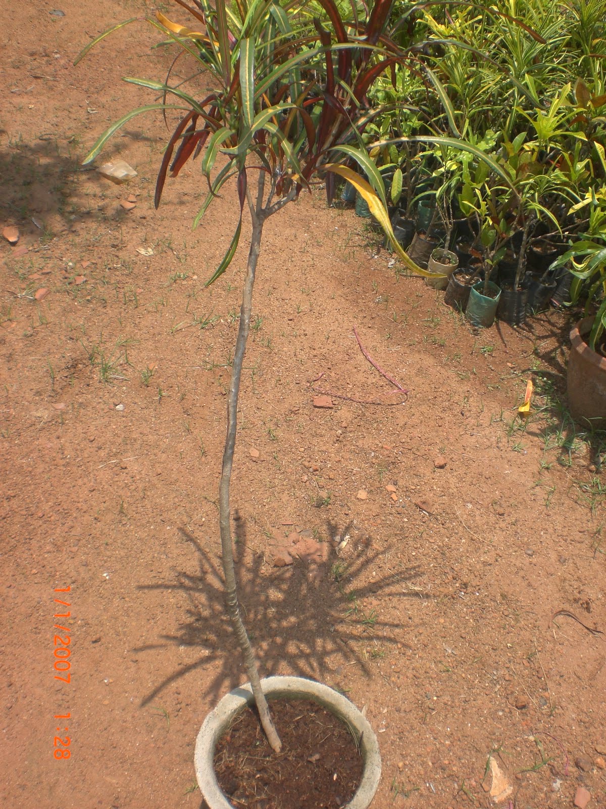 Crotons World Croton Plants Buy Plants in Chennai India