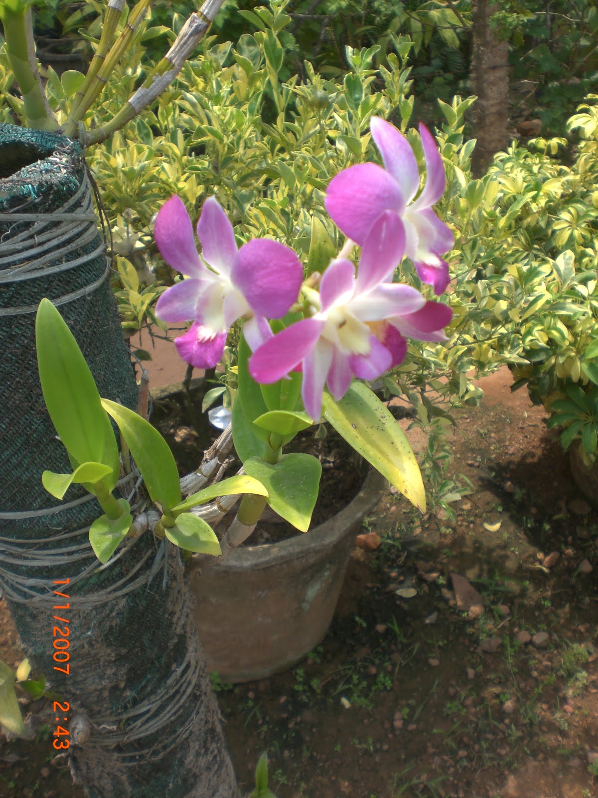 Crotons World Orchid dendrobium Buy Plants in Chennai India
