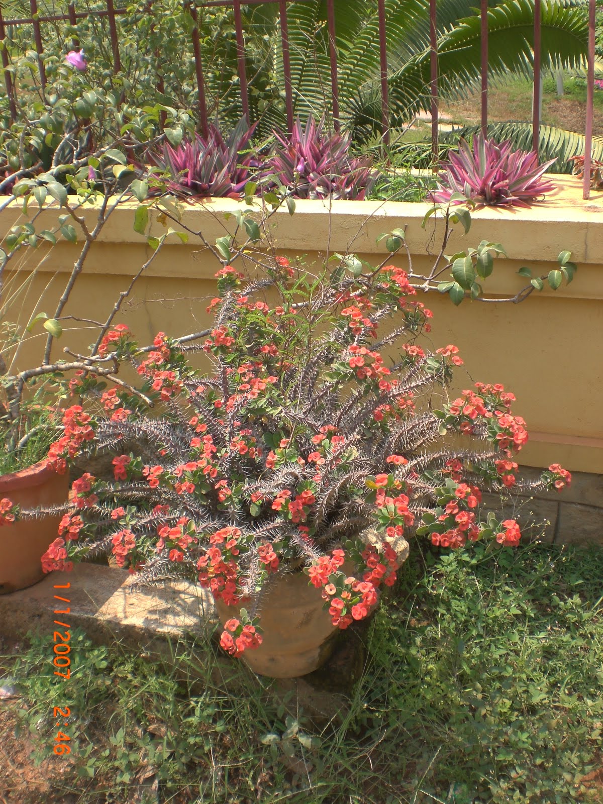 Crotons World Euphorbia Plants Buy Plants in Chennai India