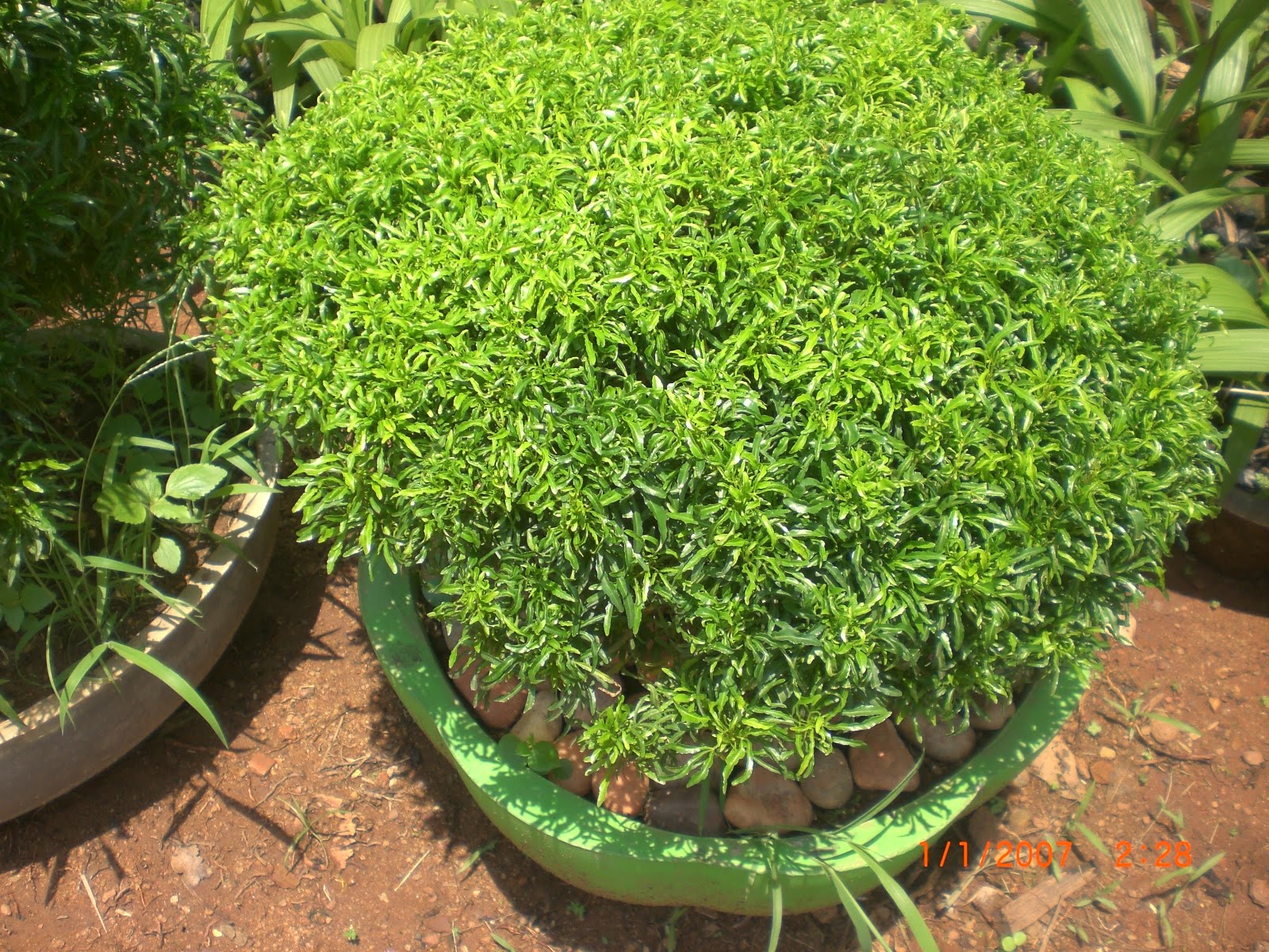 Crotons World Aralia Bush Buy Plants in Chennai India