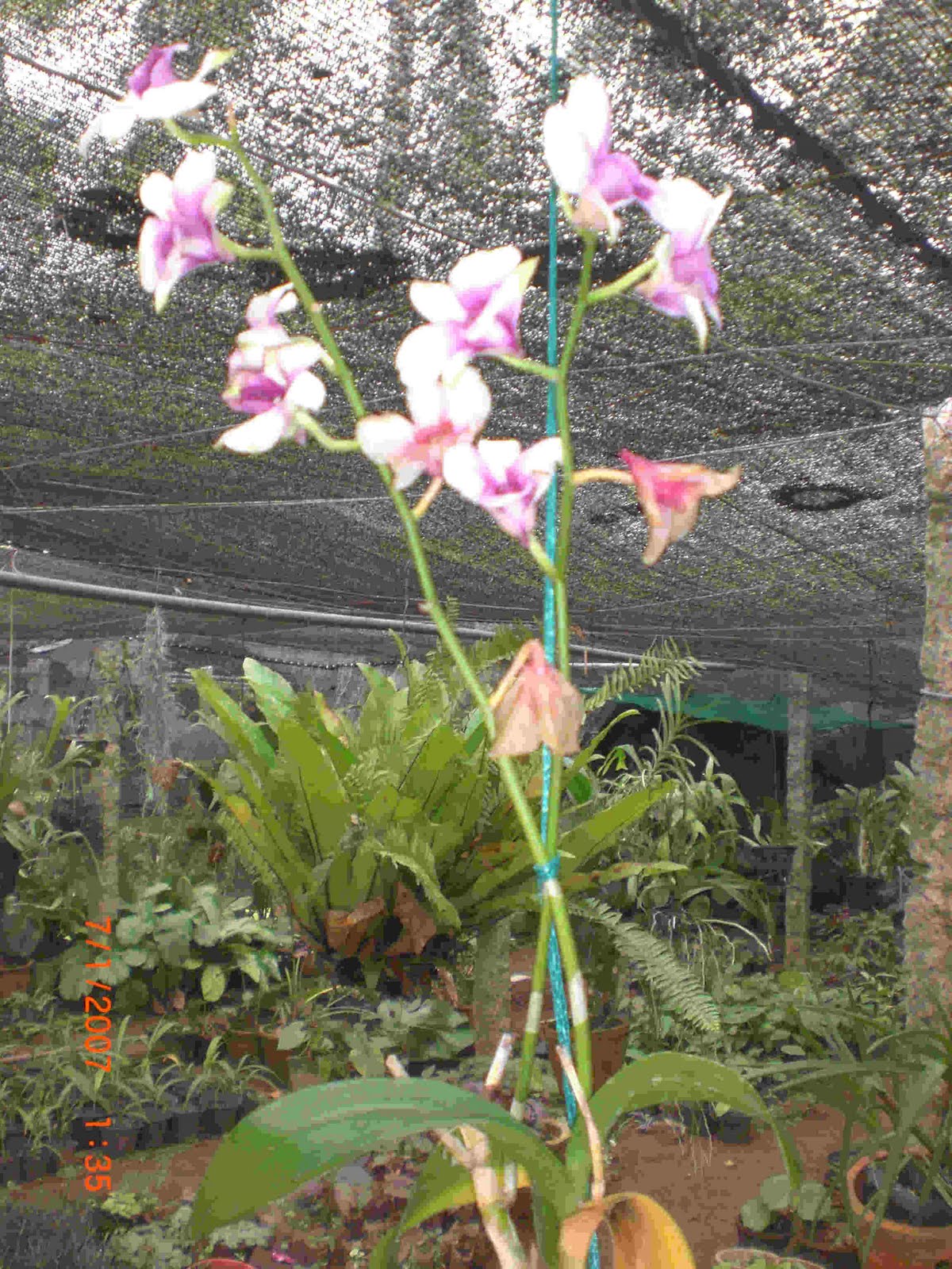 Crotons World orchid plants Buy Plants in Chennai India