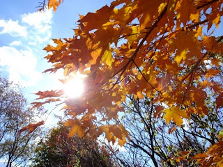 Maple Leaves at Ganondagan