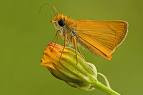 La lengua de la mariposa