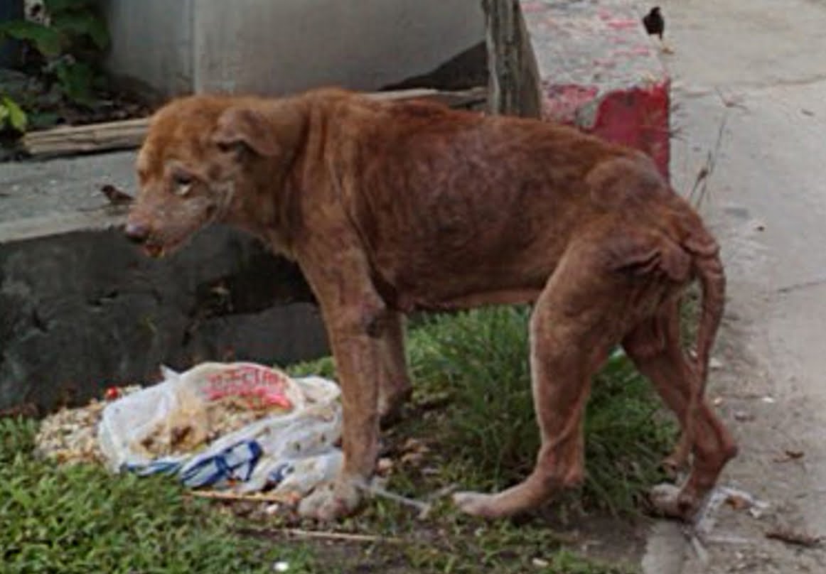 SohfImages A really sick dog