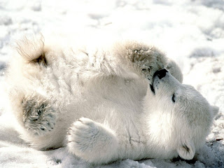 orso polare che gioca