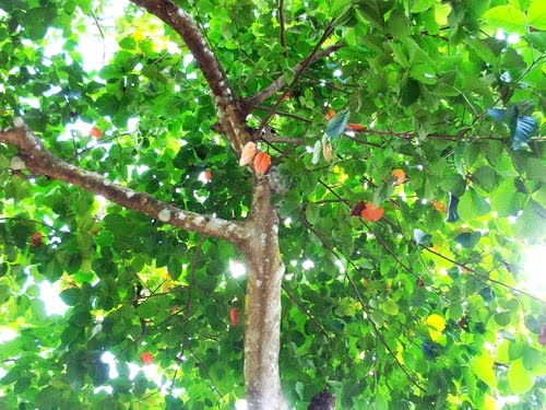 apatot tree