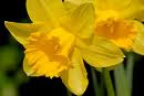 Daffodil Days