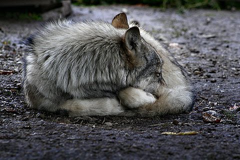 [wolf+curled+up.jpg]