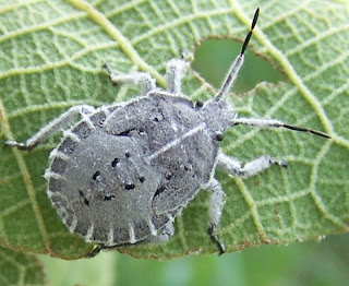 South African Photographs: Bark Stink Bug ((Coenomorpha sp.) Pentatomidae