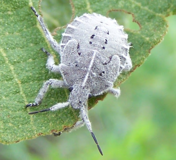 South African Photographs Bark Stink Bug ((Coenomorpha sp.) Pentatomidae