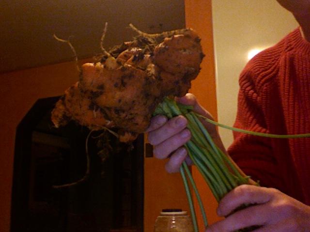 [crazycarrot.jpg]
