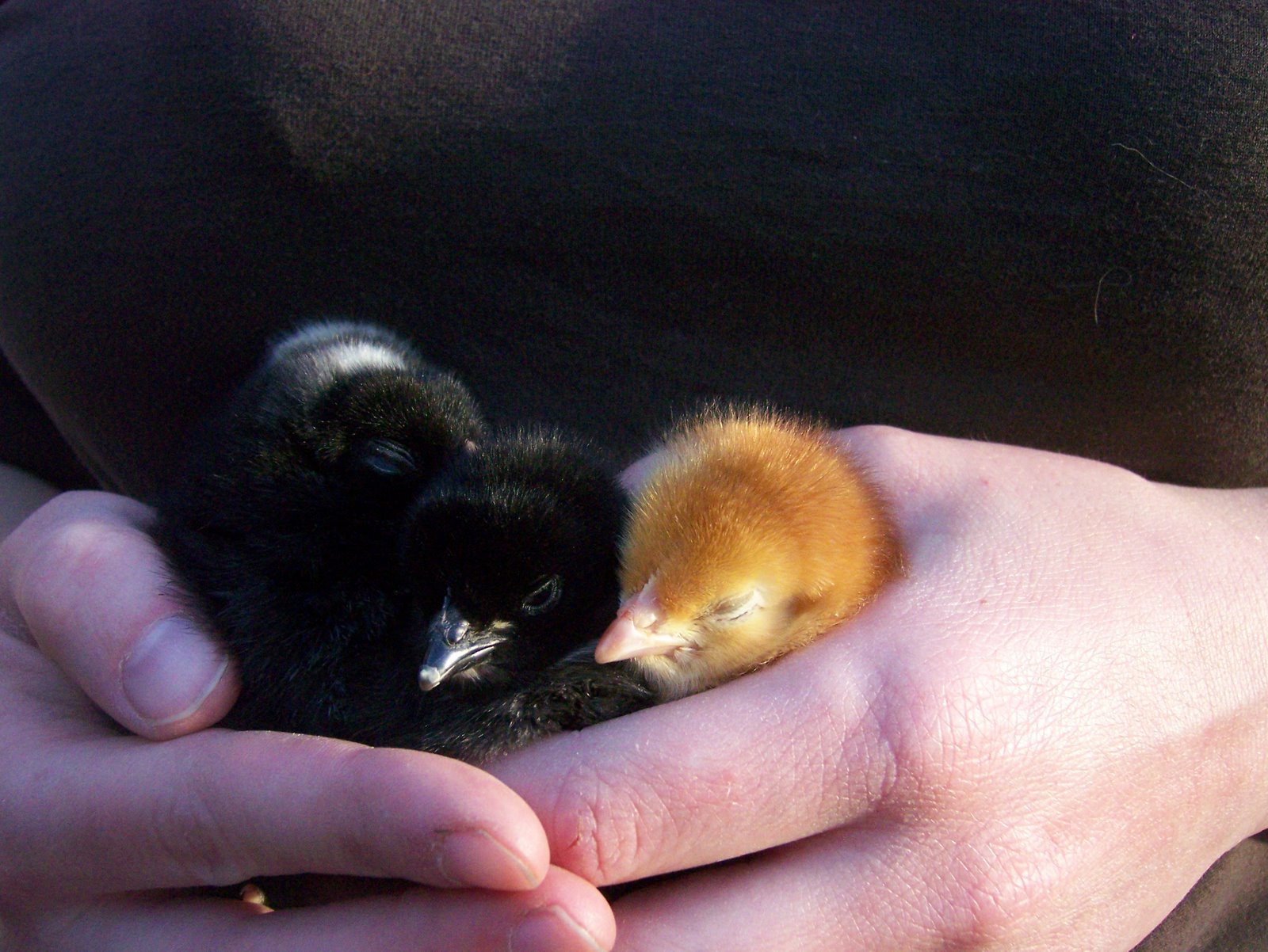 [babychicks2009.JPG]