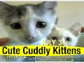 Cute Cuddly Kittens