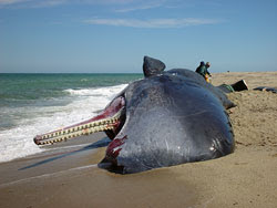 Strangefruit Why Do Whales Beach Themselves Deceased Beached Whale Jpg