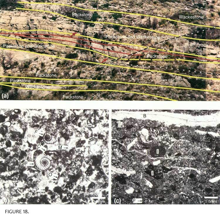 A Walk in the ParkGuadalupe Mountains Fossils