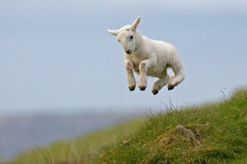 [funny-animals-x086.jpg]