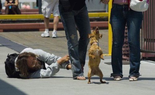 [funny-animals-865.jpg]