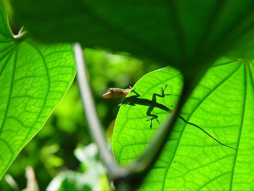 [gecko.jpg]