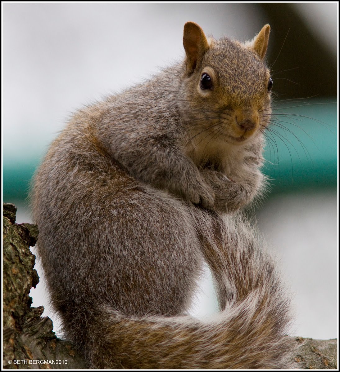 How To Clean A Squirrel Video All information about Service