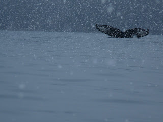 Humpback+whale+Sitka+snow.JPG