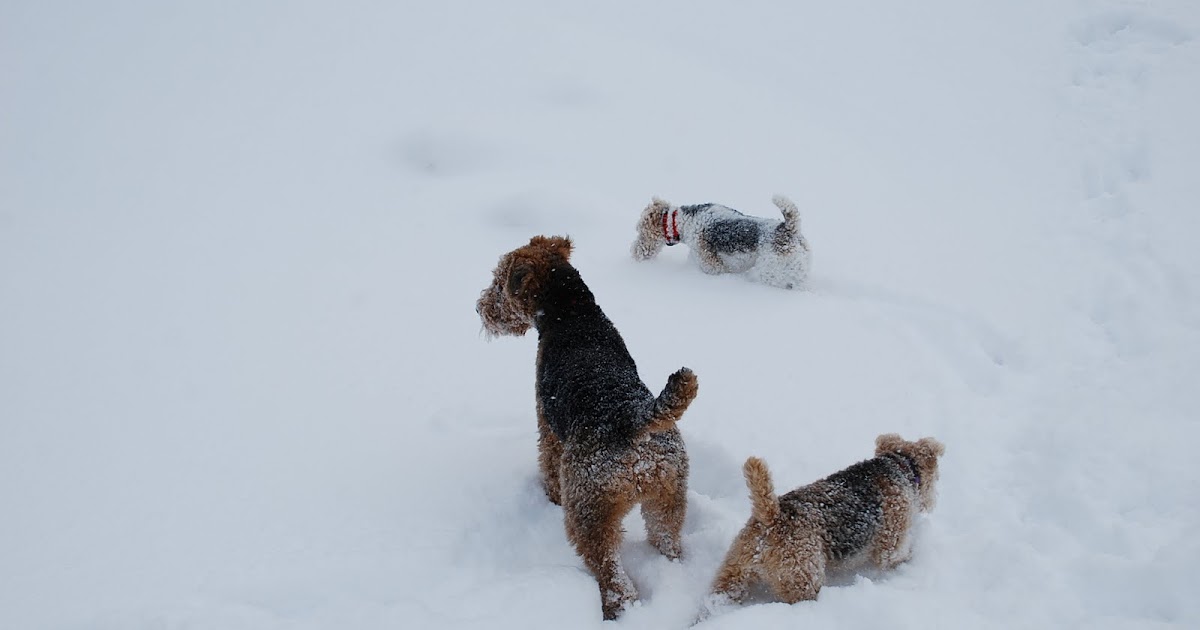 Scruffy, Lacie and Stan's Place: Lacie GROUNDED and Snow!!!!!