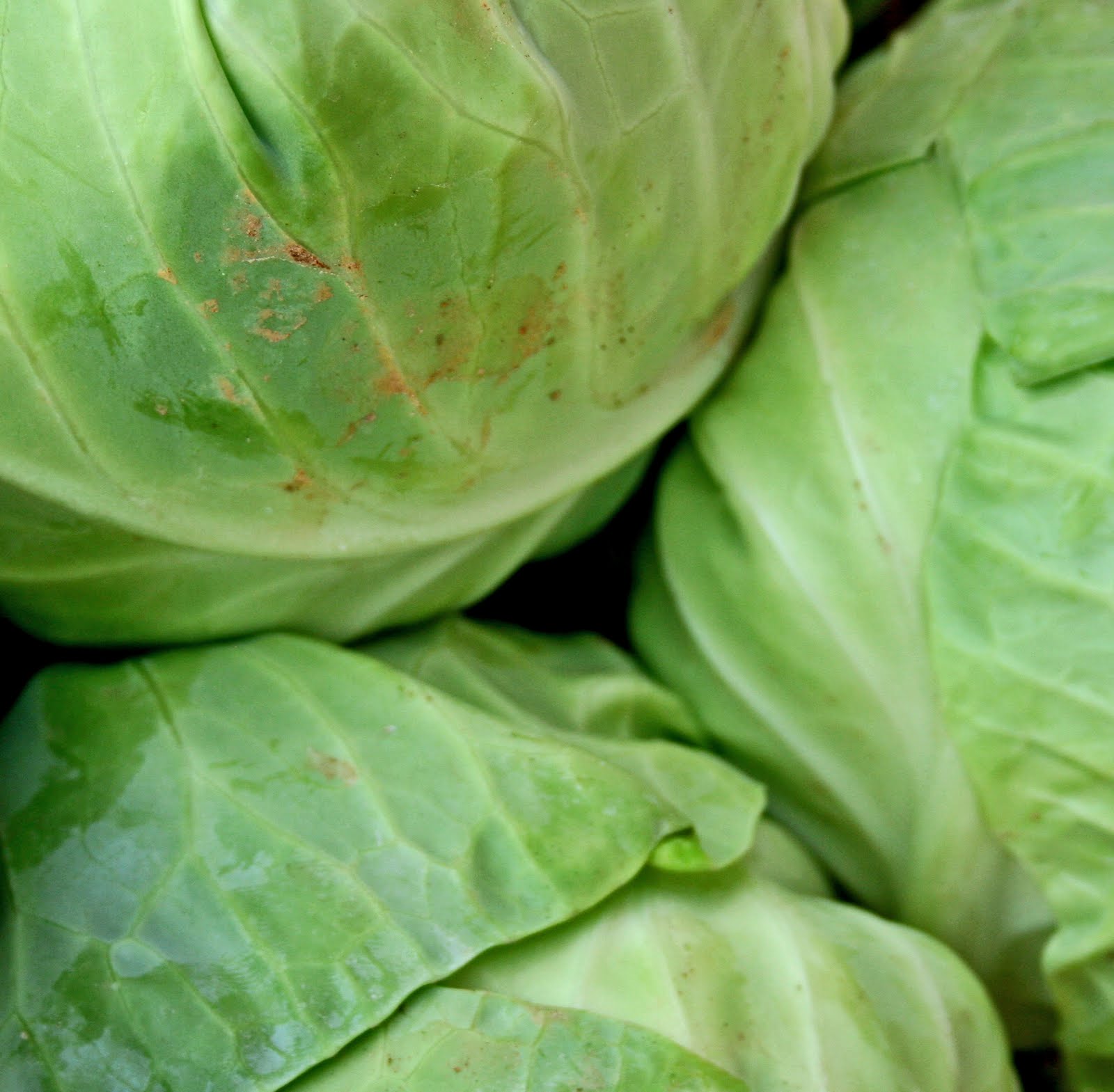 Western Wake Farmers Market Food Is Art! "Cabbage Family" on Display