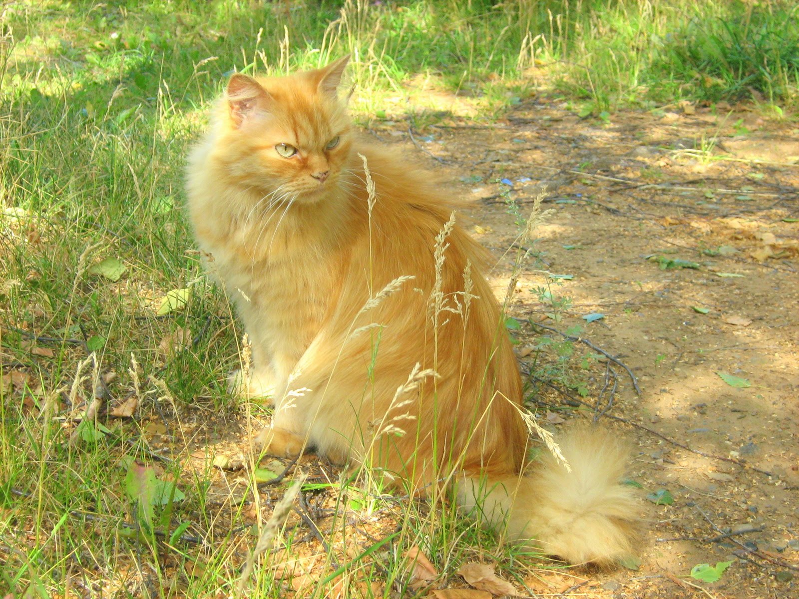 Affectionate Ginger Old Cat — Russian Cats Pictures