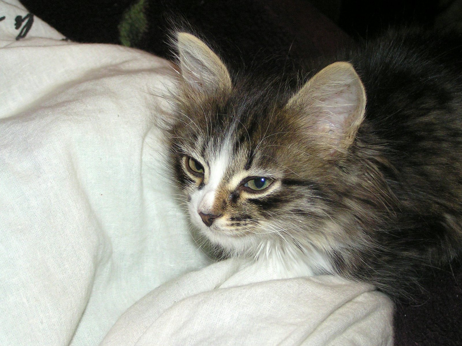 My First Multi-Coloured Kitten — Russian Cats Pictures