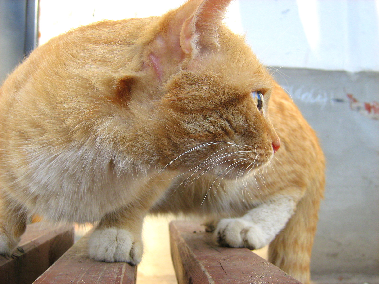 FireRed YellowEyed Cat — Russian Cats Pictures