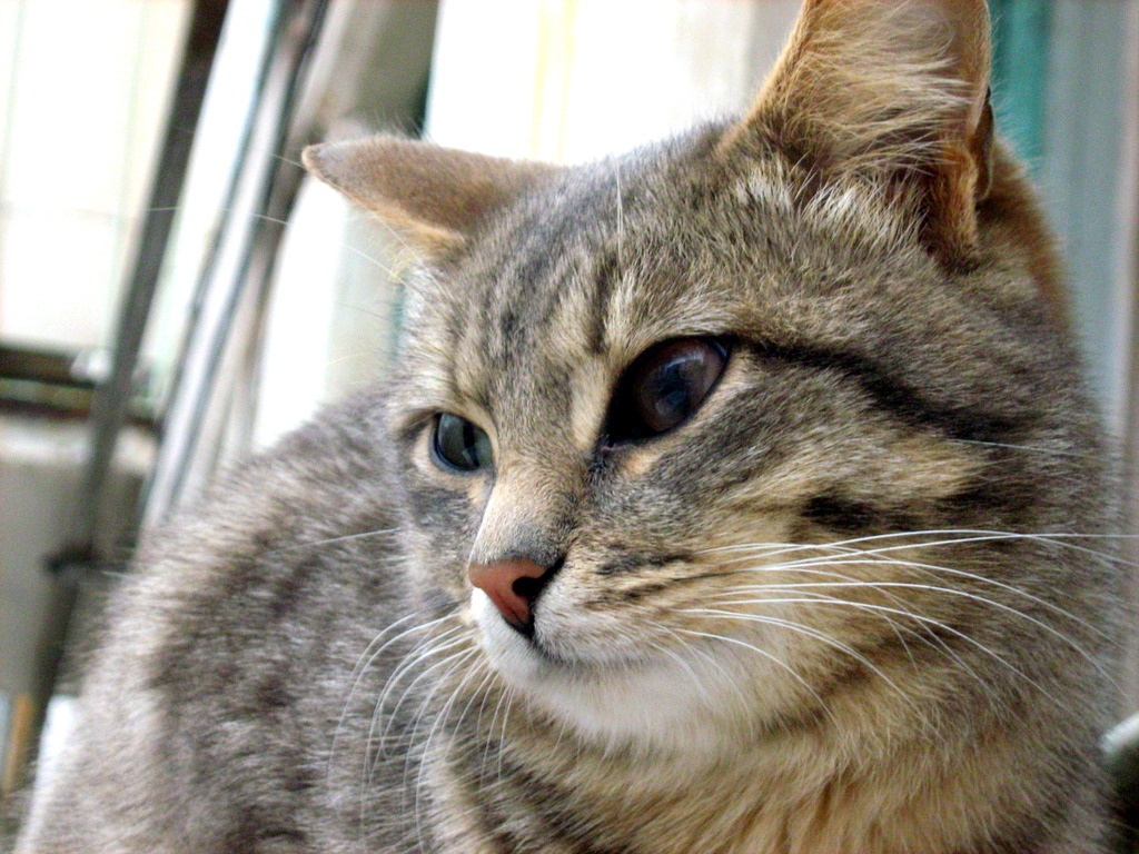 DifferEyed Blue Mackerel Tabby Kitty — Russian Cats Pictures