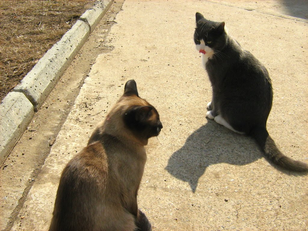 Why Are Siamese Cats So Mean