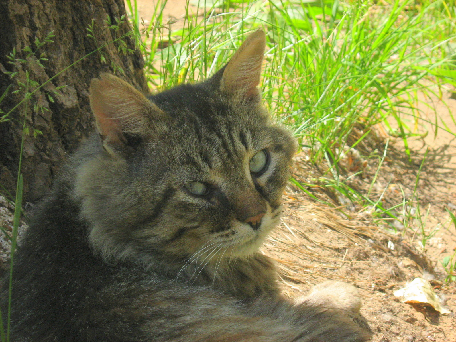 Old Decrepit Cat — Russian Cats Pictures