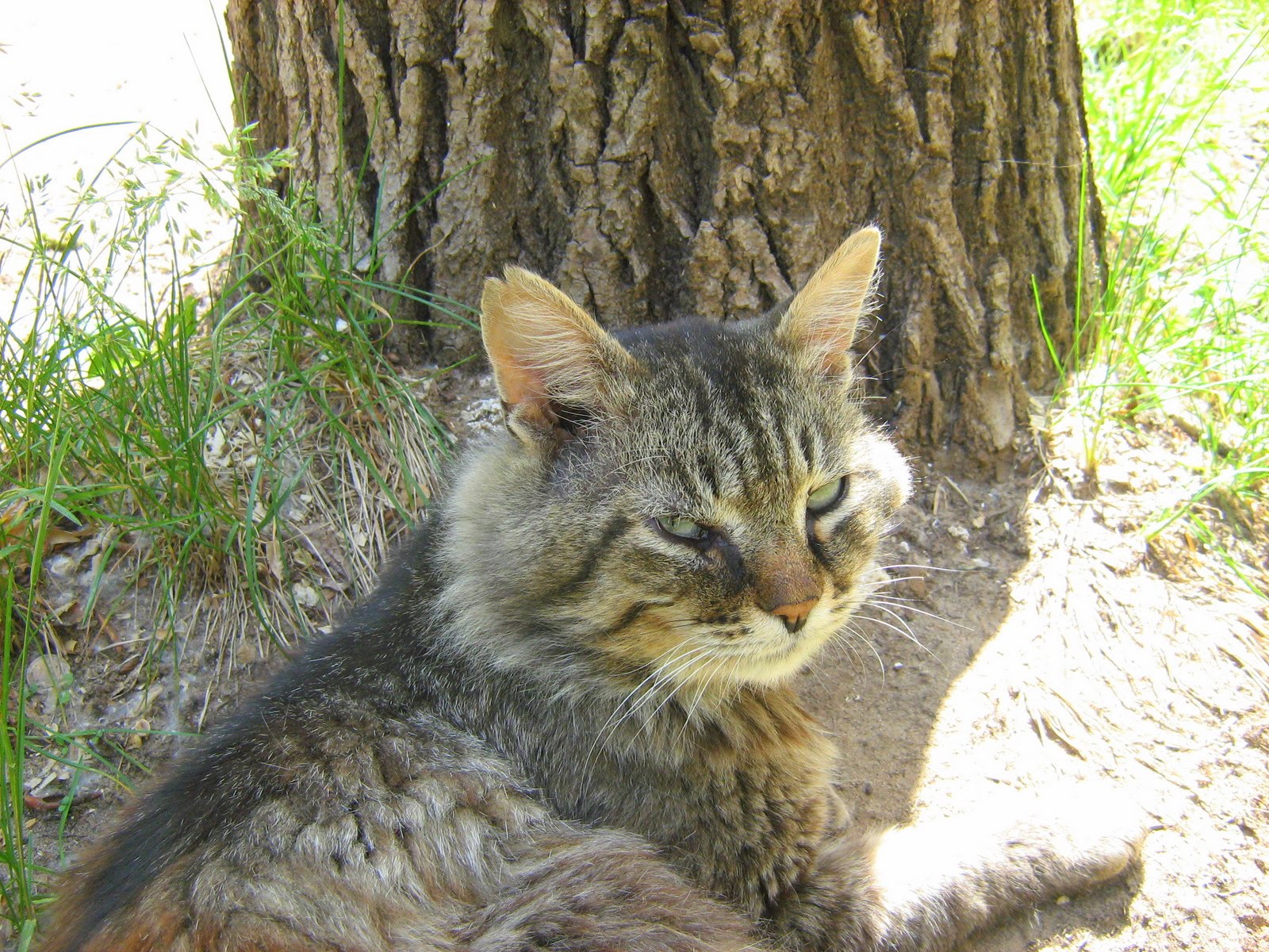 Old Decrepit Cat — Russian Cats Pictures