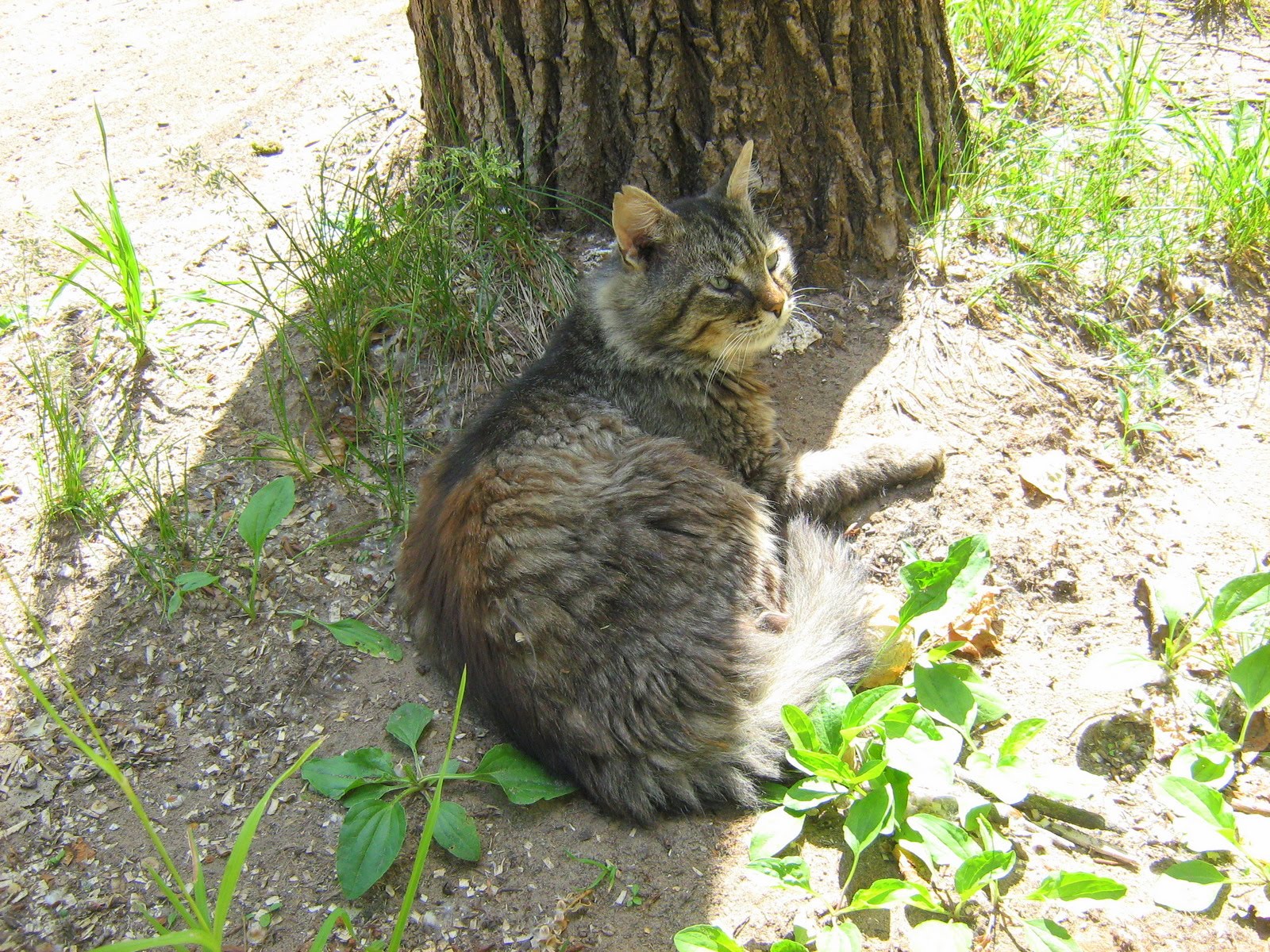 Old Decrepit Cat — Russian Cats Pictures