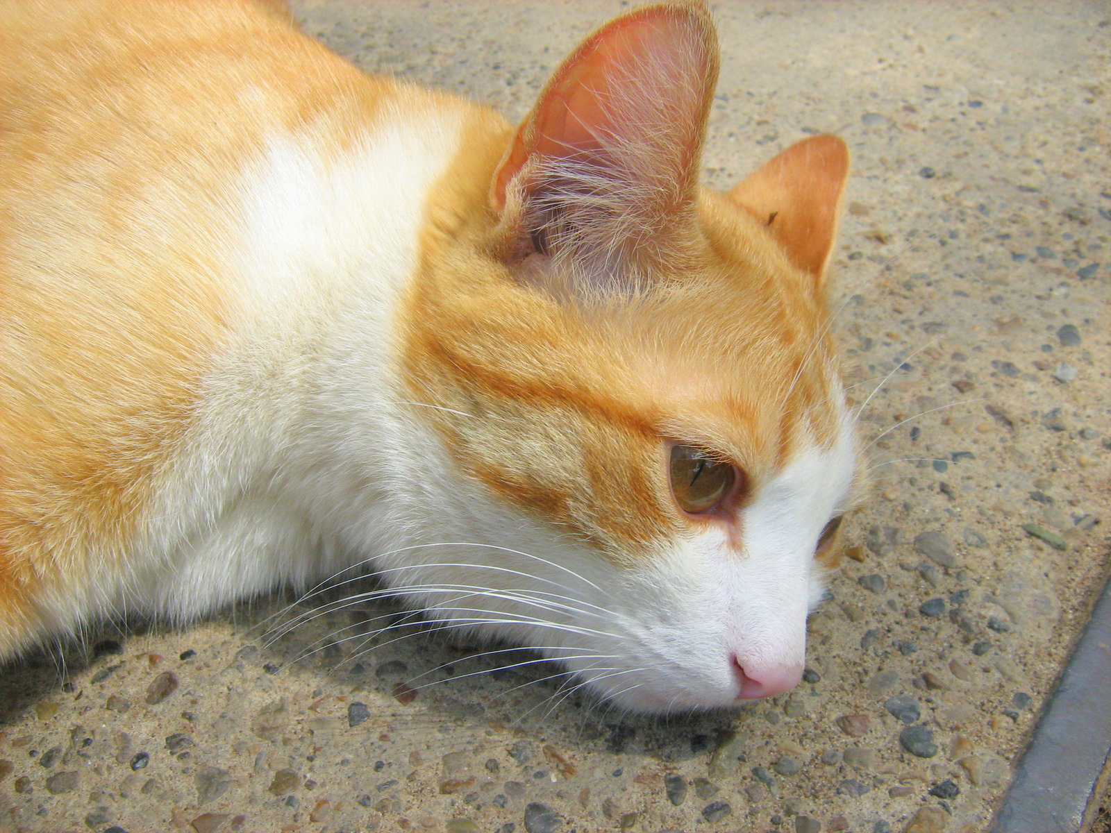 Young Ginger Kitten — Russian Cats Pictures