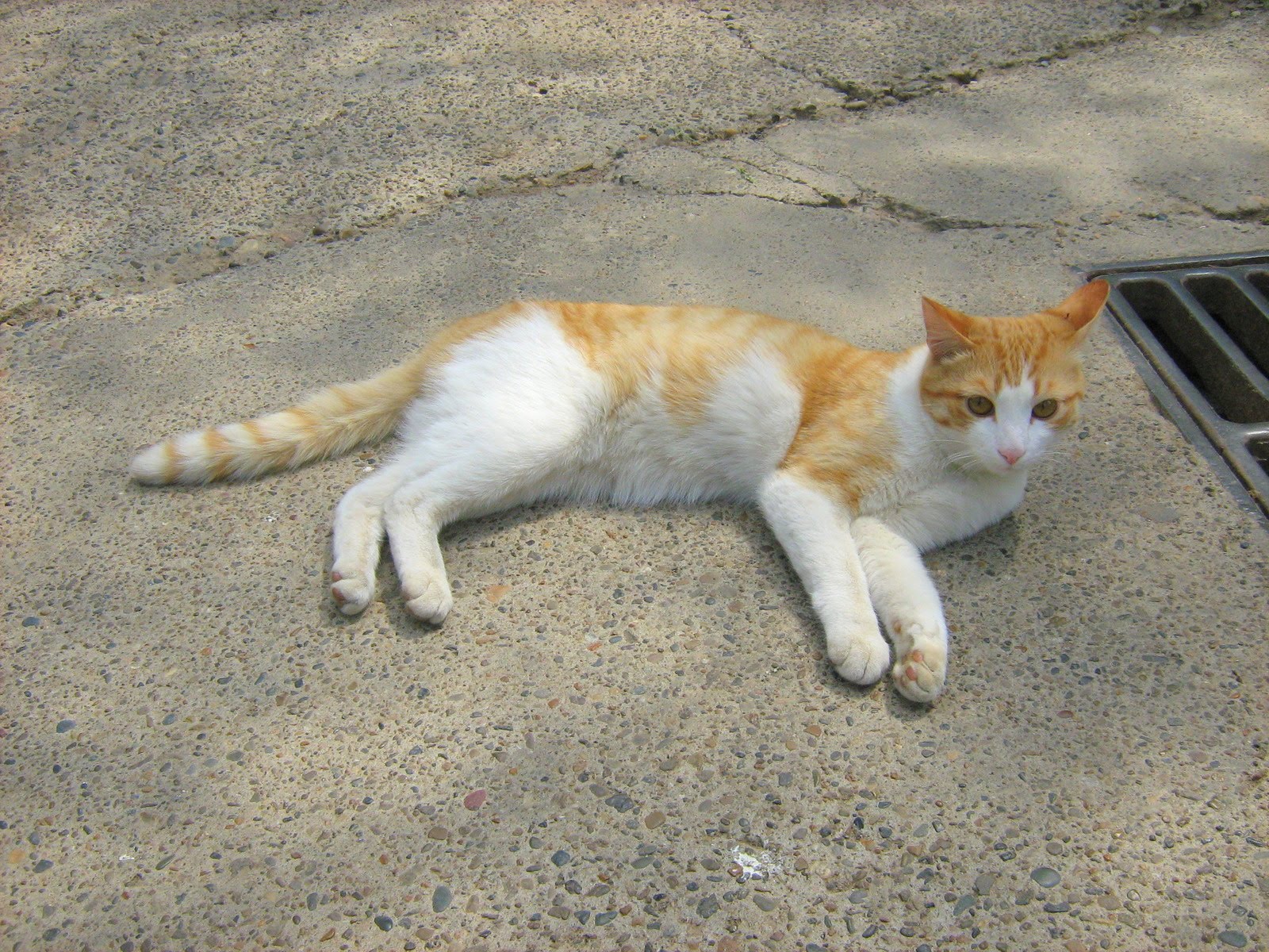 Young Ginger Kitten — Russian Cats Pictures
