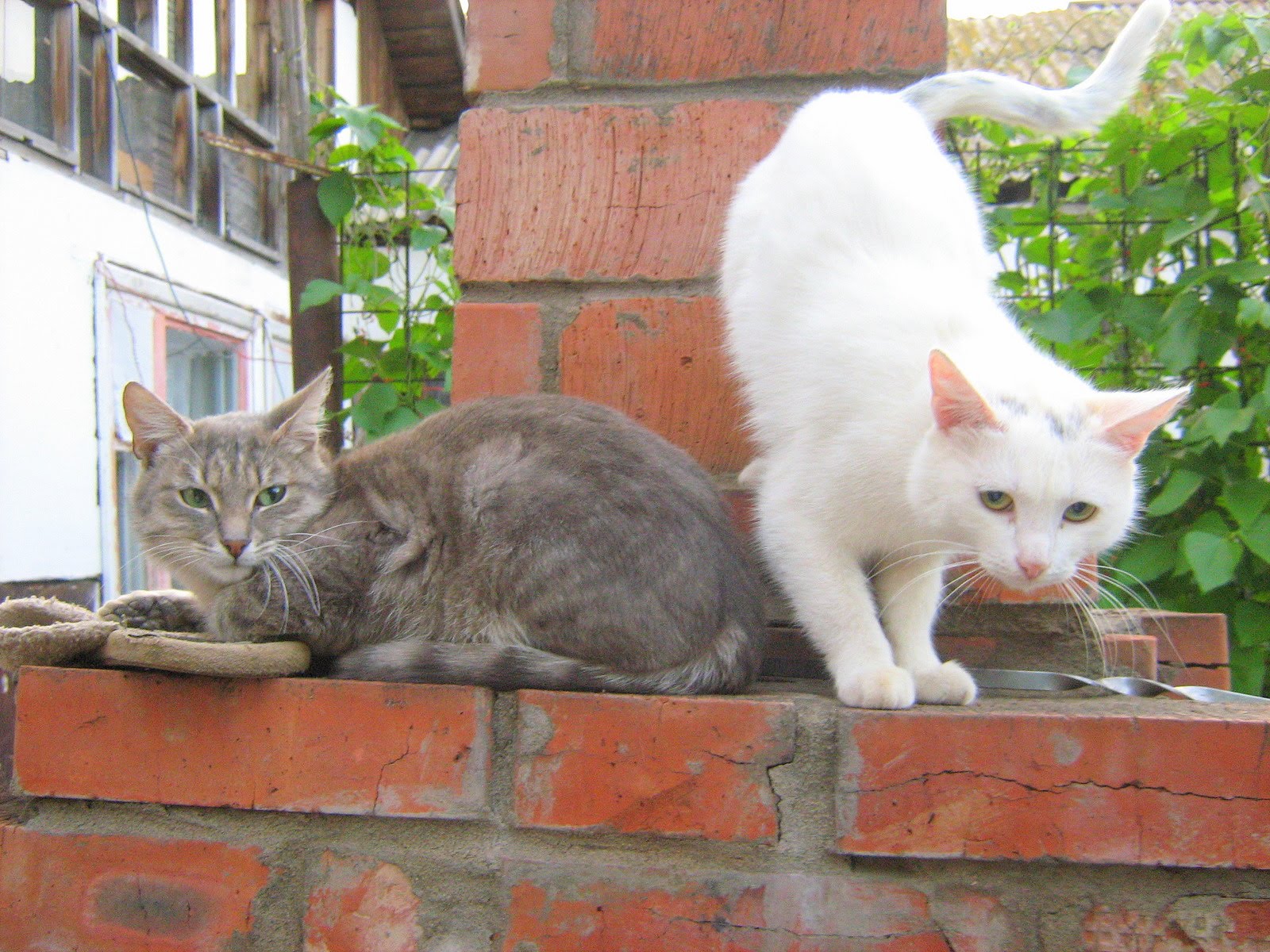 Green Eyes Smoky Kitten — Russian Cats Pictures
