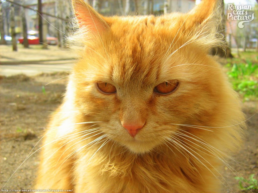 RedEyed Red Mackerel Tabby Sad Cat — Russian Cats Pictures