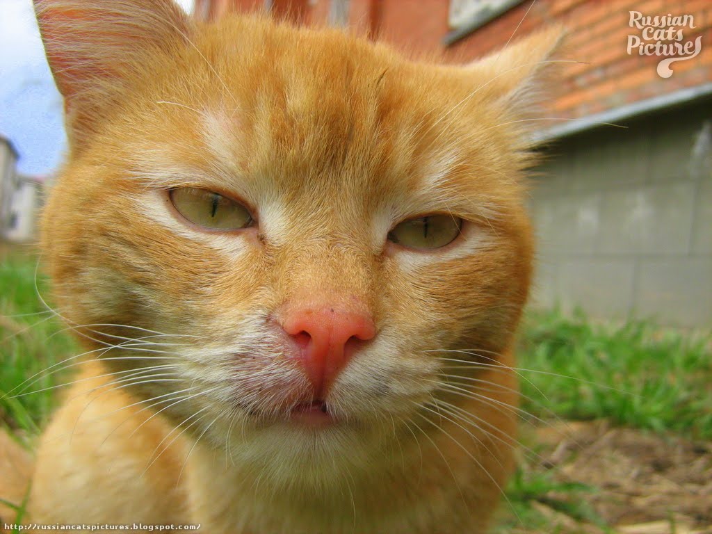 YellowEyed Red Mackerel Tabby Insolent Cat — Russian Cats Pictures