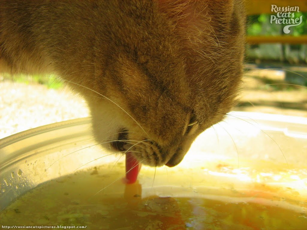 LimeEyed Blue Mackerel Tabby Hungry Kitty — Russian Cats Pictures