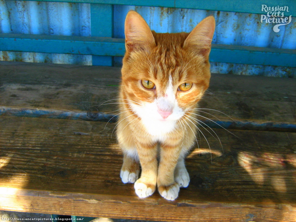 OrangeEyed Red Mackerel Tabby with White Happy Cat — Russian Cats Pictures
